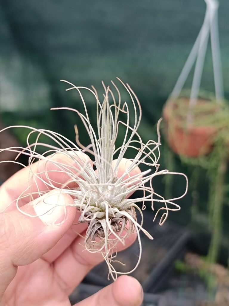 Siracactus-tillandsia-Tillandsia-fuchsii-gracilis.jpg