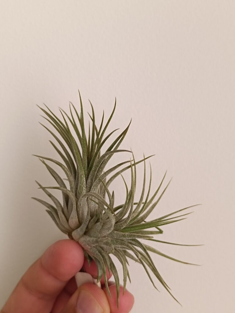 Siracactus-tillandsia-Tillandsia-ionantha-v-ionantha.jpg