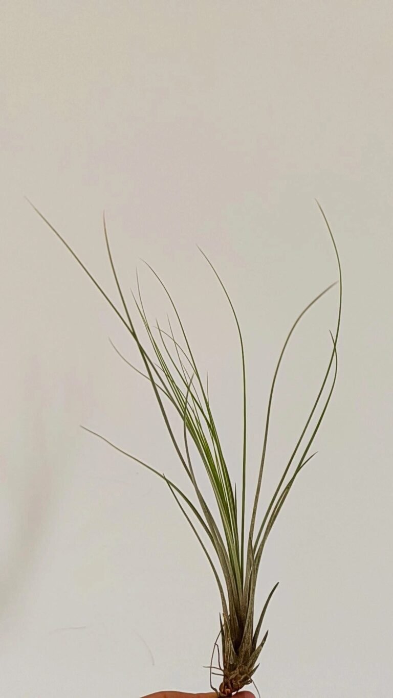 Siracactus-tillandsia-Tillandsia-juncea.jpg