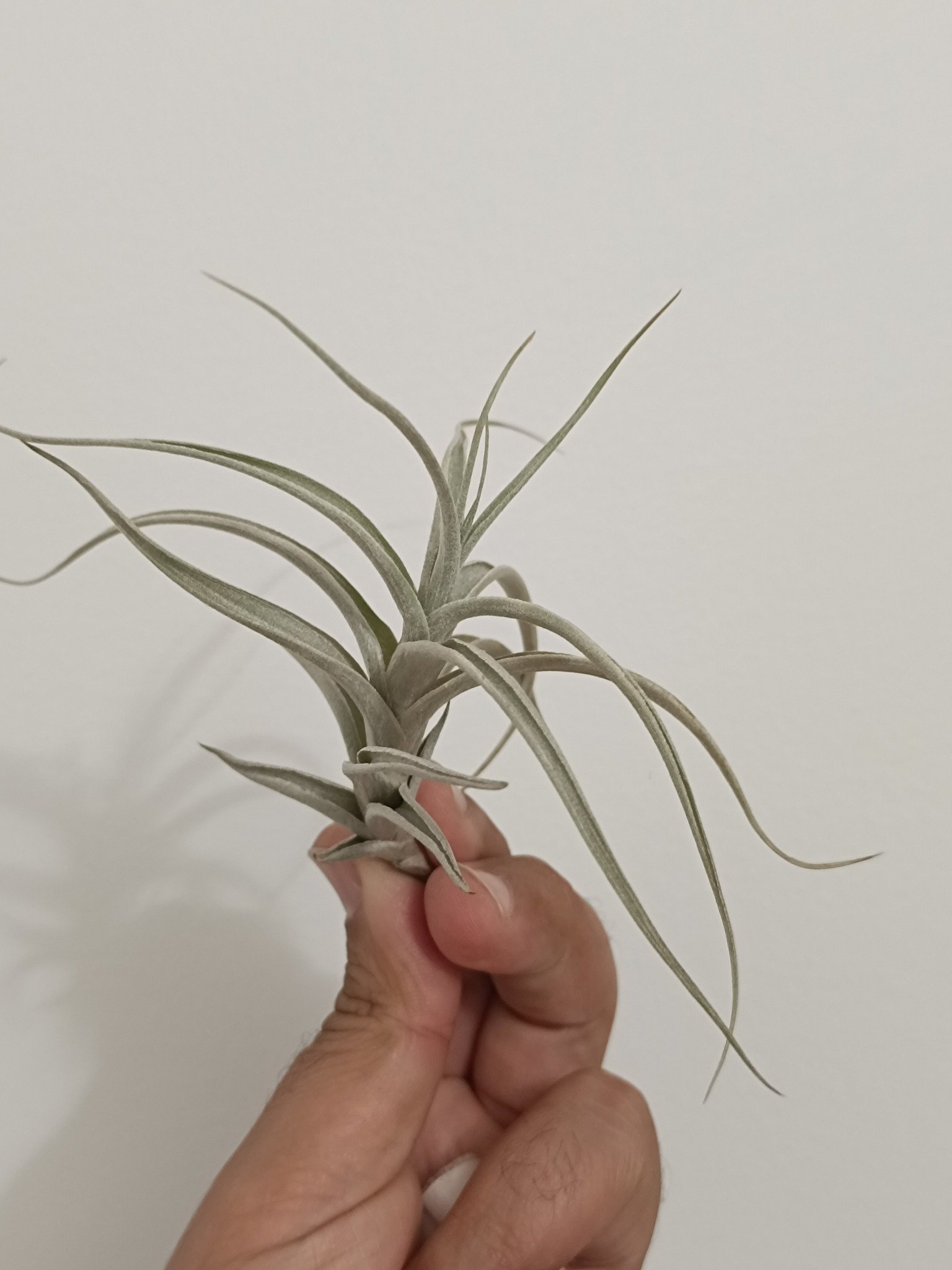 Siracactus-tillandsia-Tillandsia-myosura.jpg
