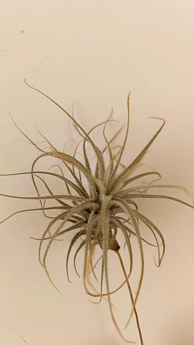 Siracactus-tillandsia-Tillandsia-tectorum.jpg
