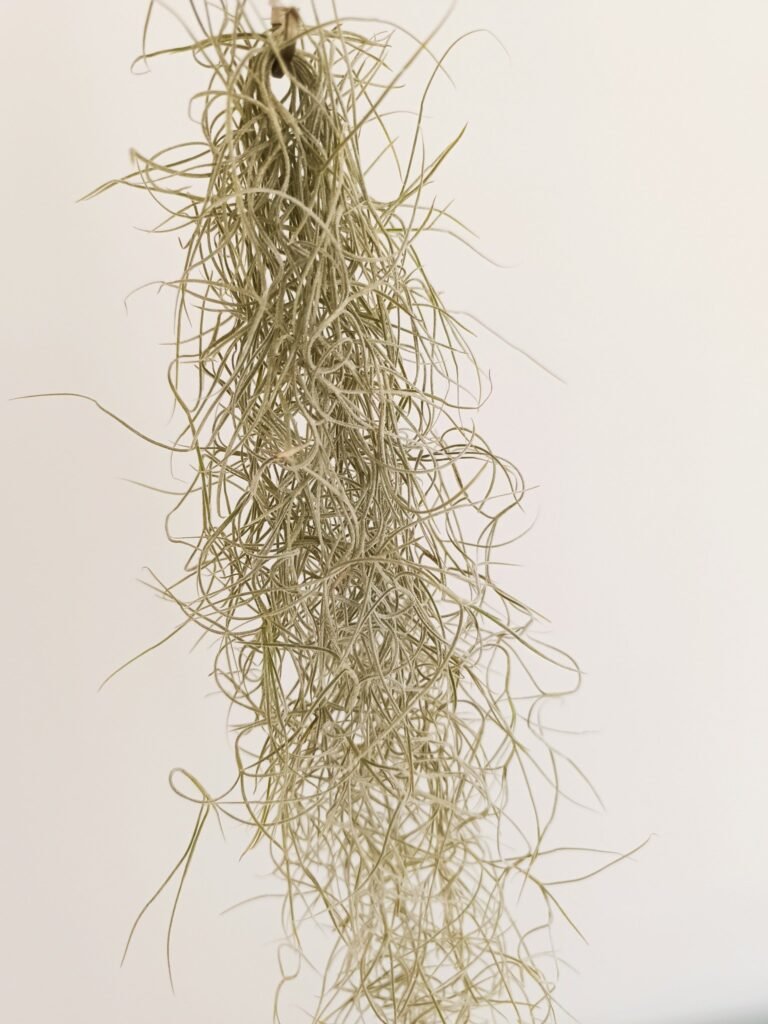 Siracactus-tillandsia-Tillandsia-usneoides-s.jpg