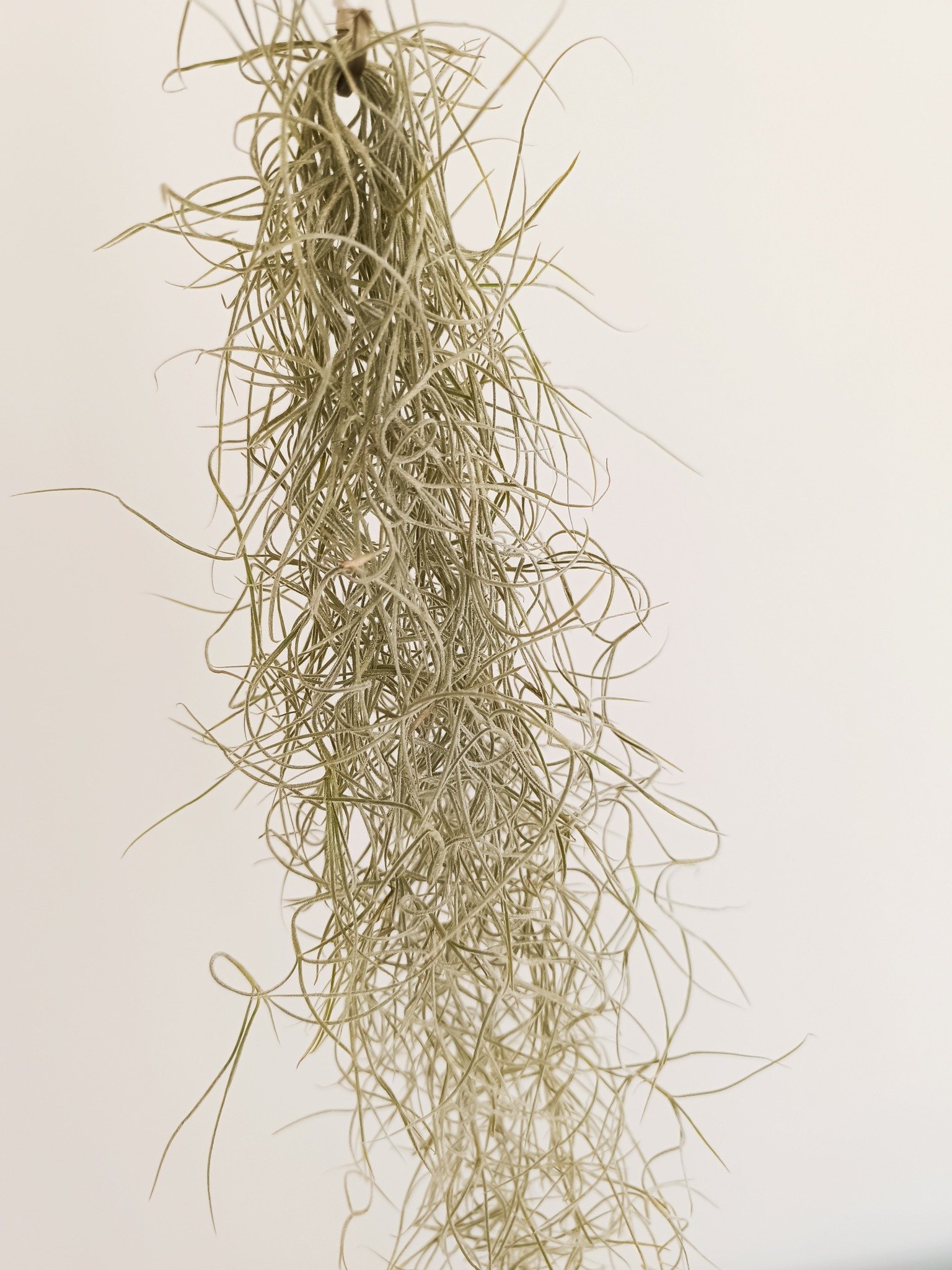 Siracactus-tillandsia-Tillandsia-usneoides-s.jpg