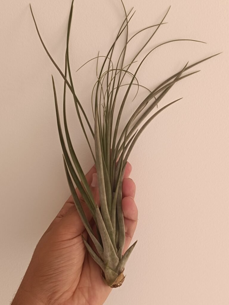 Siracactus-tillandsia-Tillandsia-vicentina.jpg