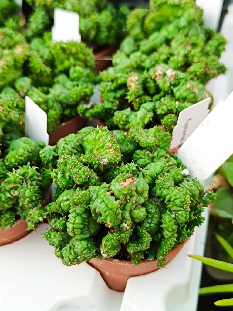 siracactus-euphorbiaceae-Euphorbia-polygona-crestata.jpg