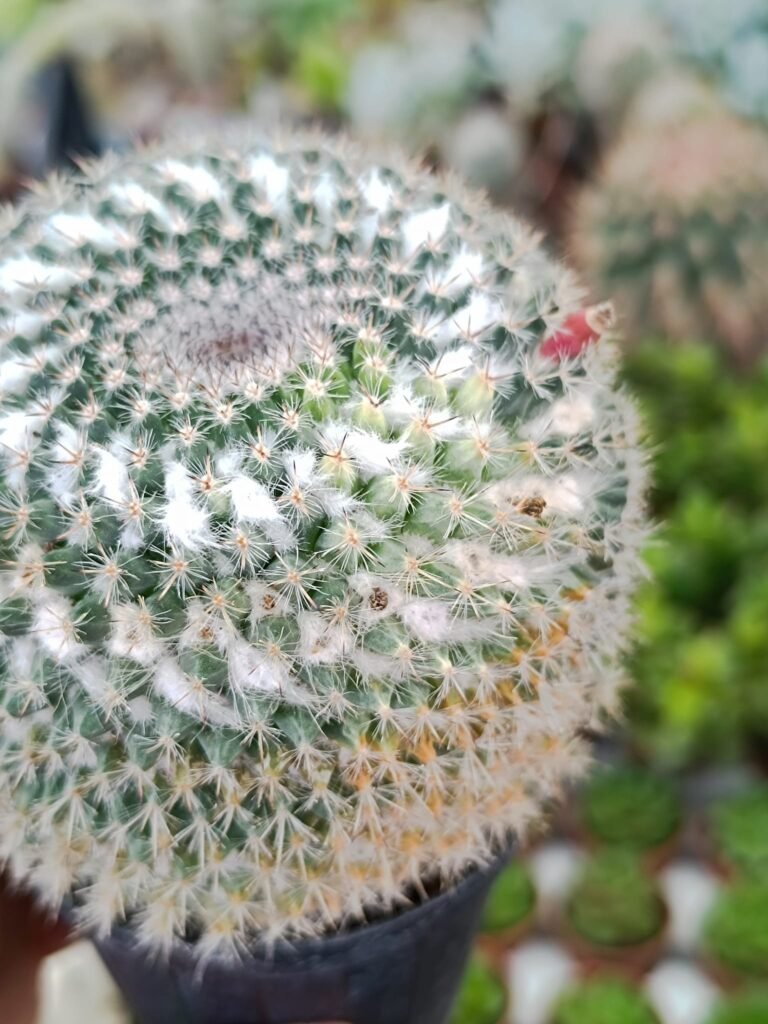 Mammillaria Perbella Variegata