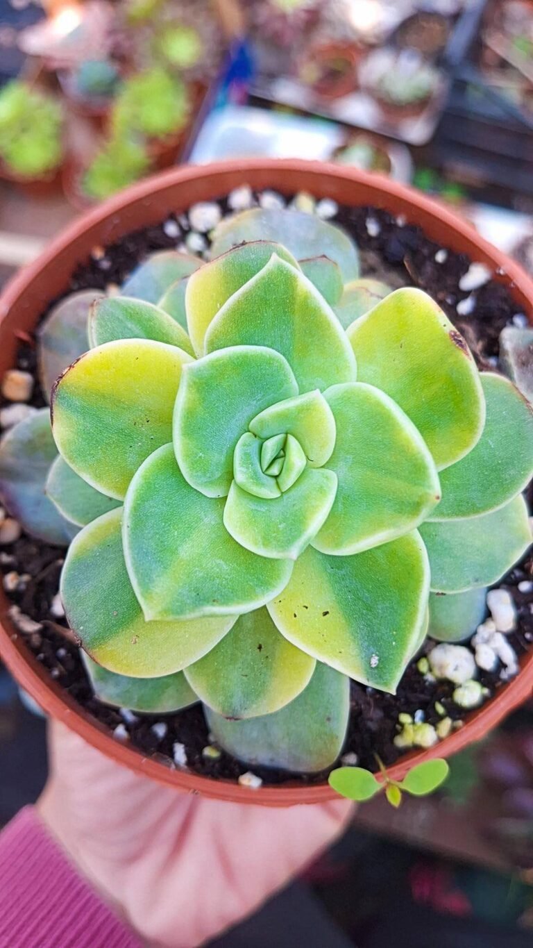 Graptoveria Harry Watson Variegata