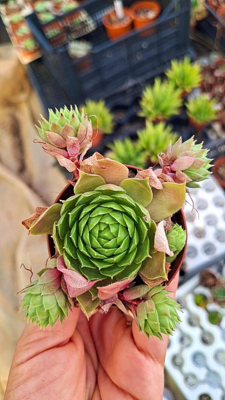 Sempervivum sp