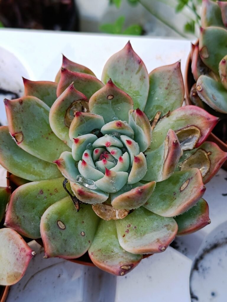Echeveria Chihuahuensis