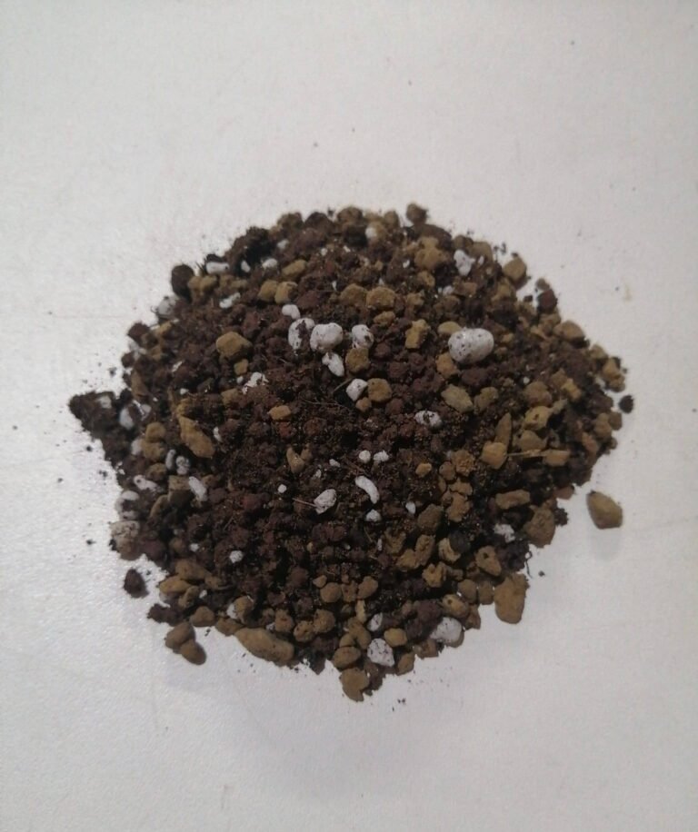 Terriccio per Cactacee