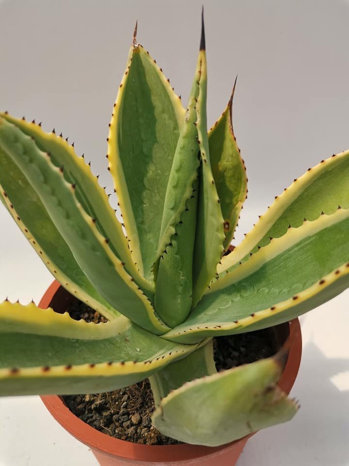 Agave Celsii Variegata