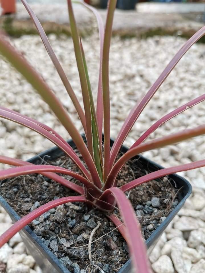 Agave Geminiflora Red