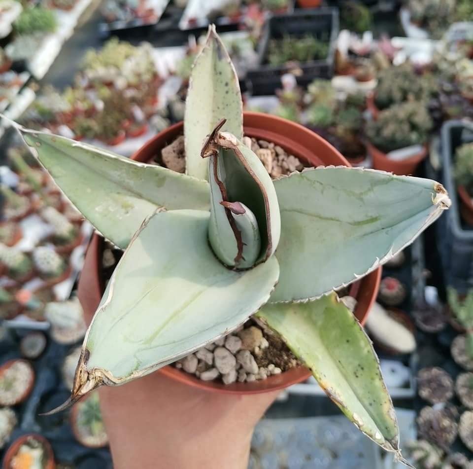 Agave Titanota cv White Ice