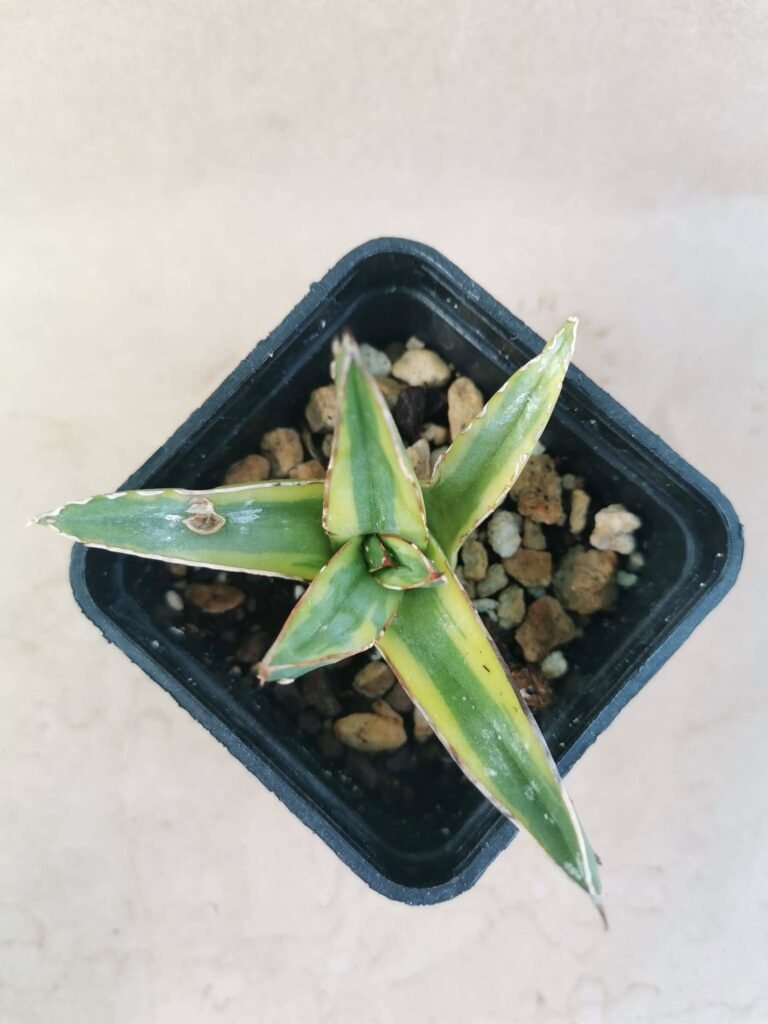 Agave Victoria Regina Variegata cv Kazo Bana