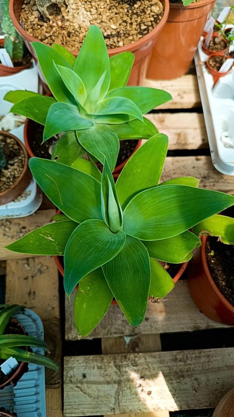 Agave Attenuata Big Size