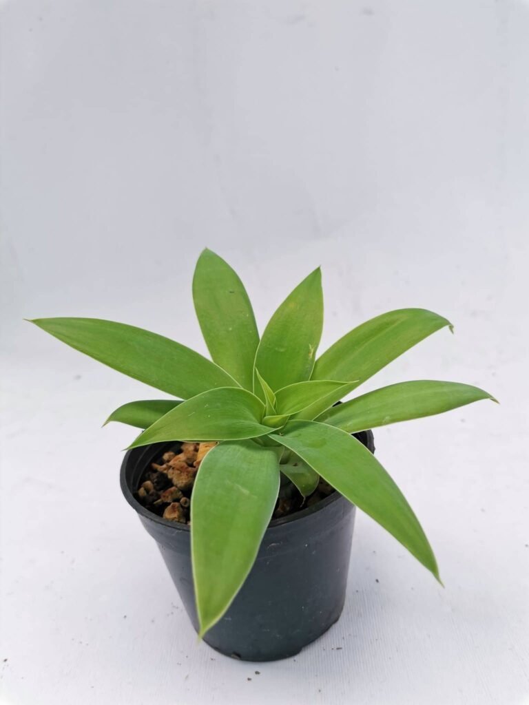 Agave Attenuata