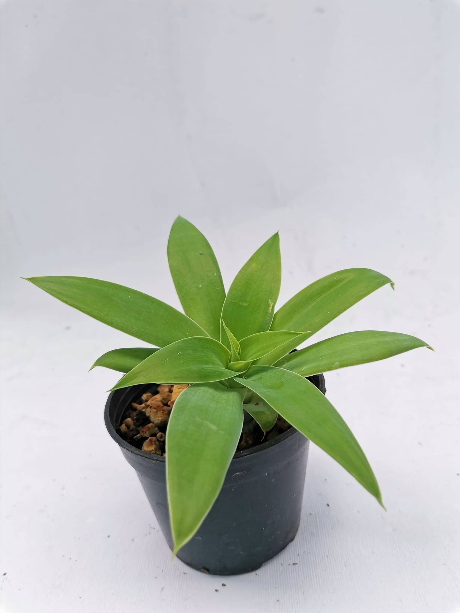 Agave Attenuata