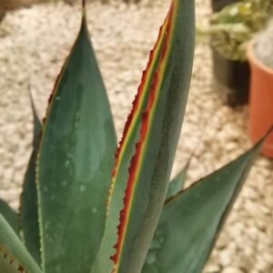 Agave Blue Glow