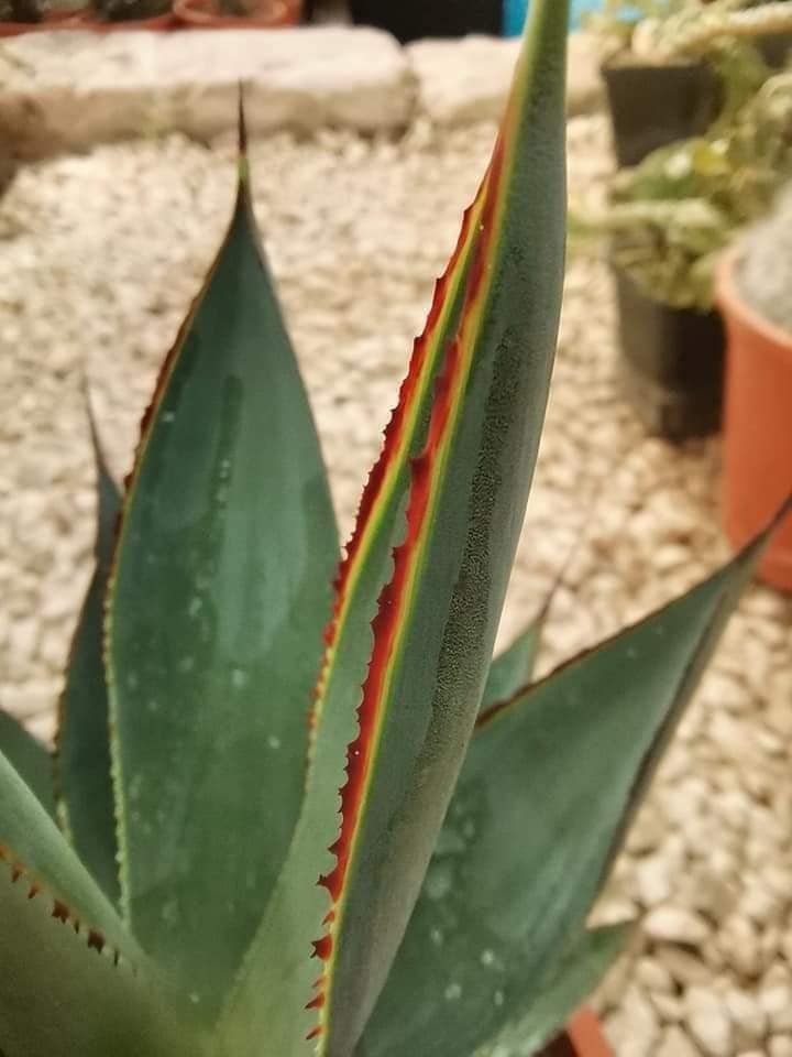 Agave Blue Glow