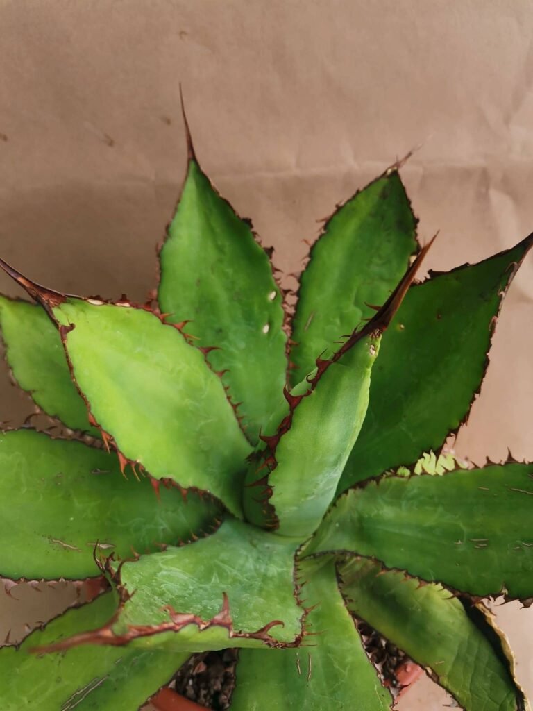 Agave Bovicornuta