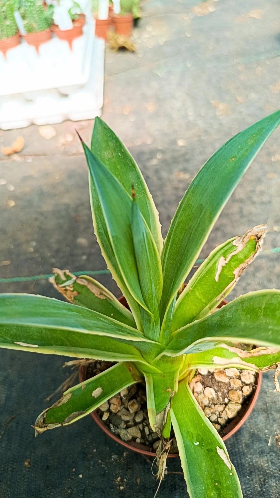 Agave Desmettiana Variegata