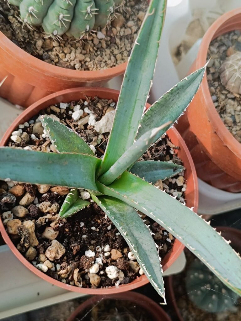 Agave emperor