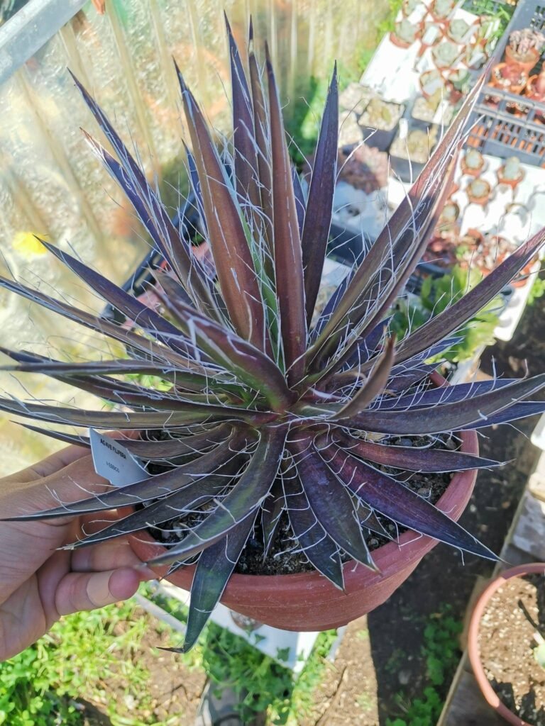 Agave Filifera