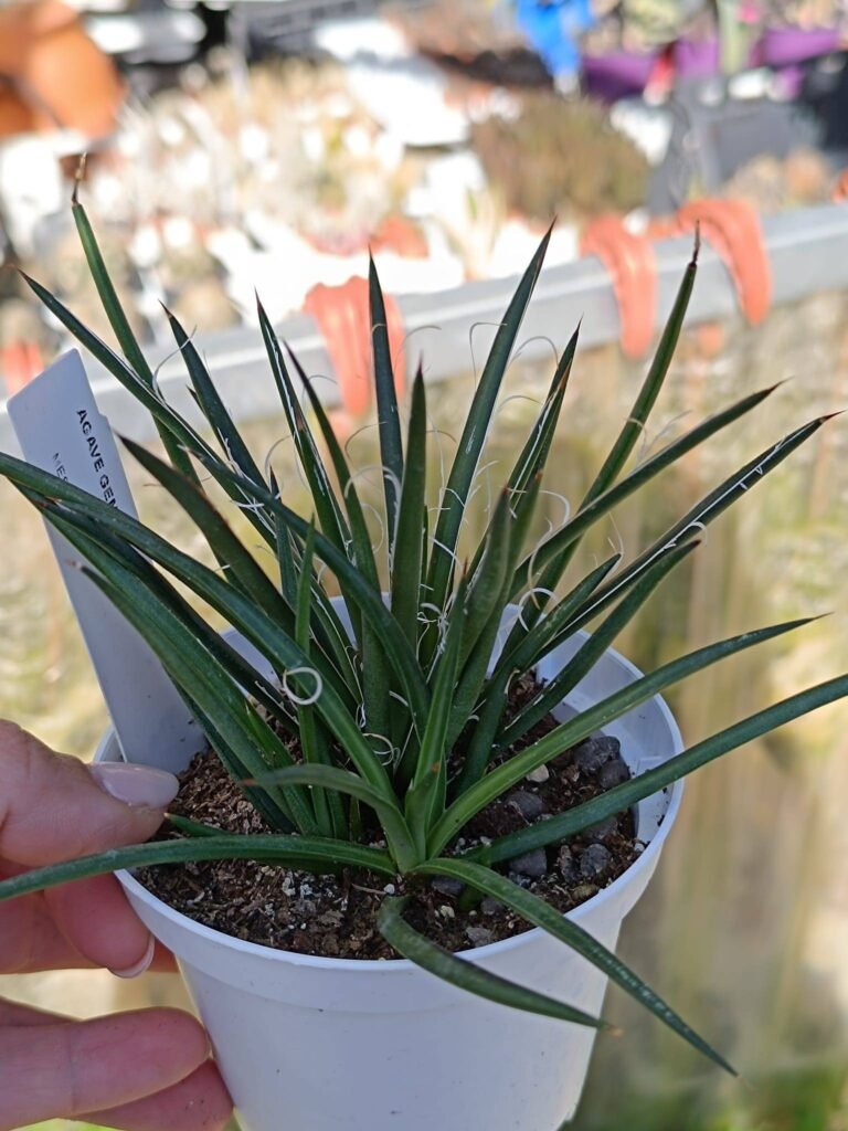 Agave Geminiflora