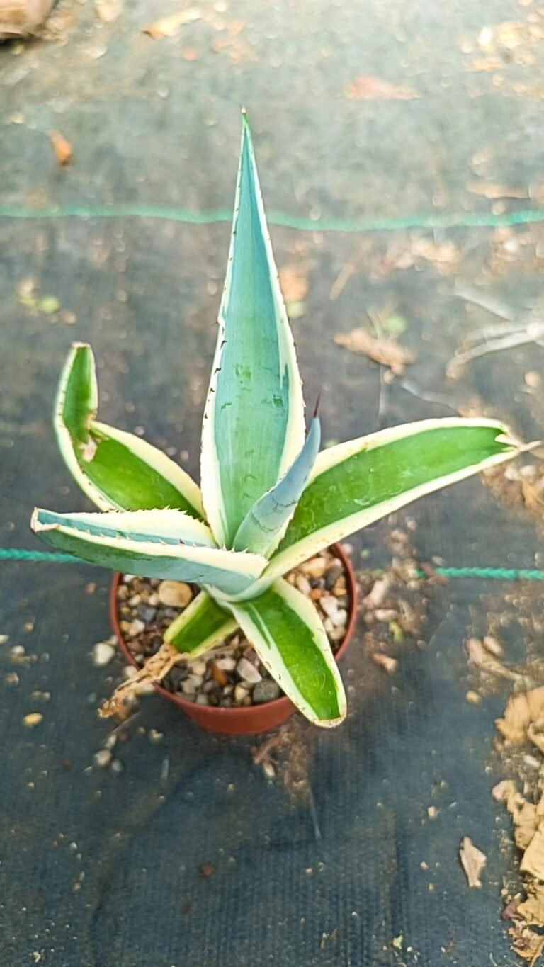 Agave Guiengola Variegata Creme Brulee