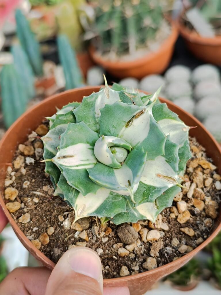 Agave Potatorum Isthmensis cv Shoji-Raijin Variegata