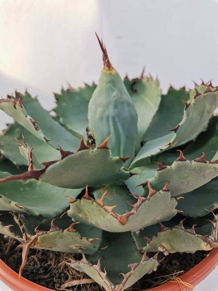 Agave Kissho-Kan originally