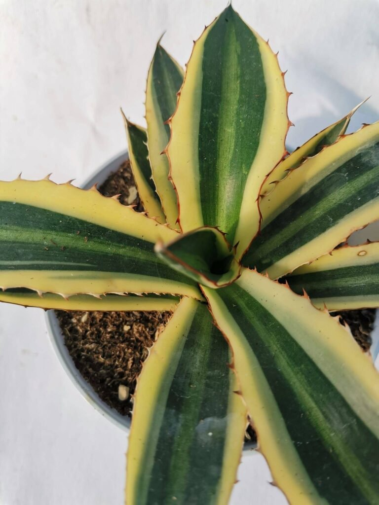 Agave Lophantha Quadricolor Variegata