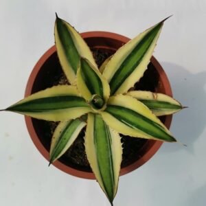 Agave Lophantha Quadricolor Variegata
