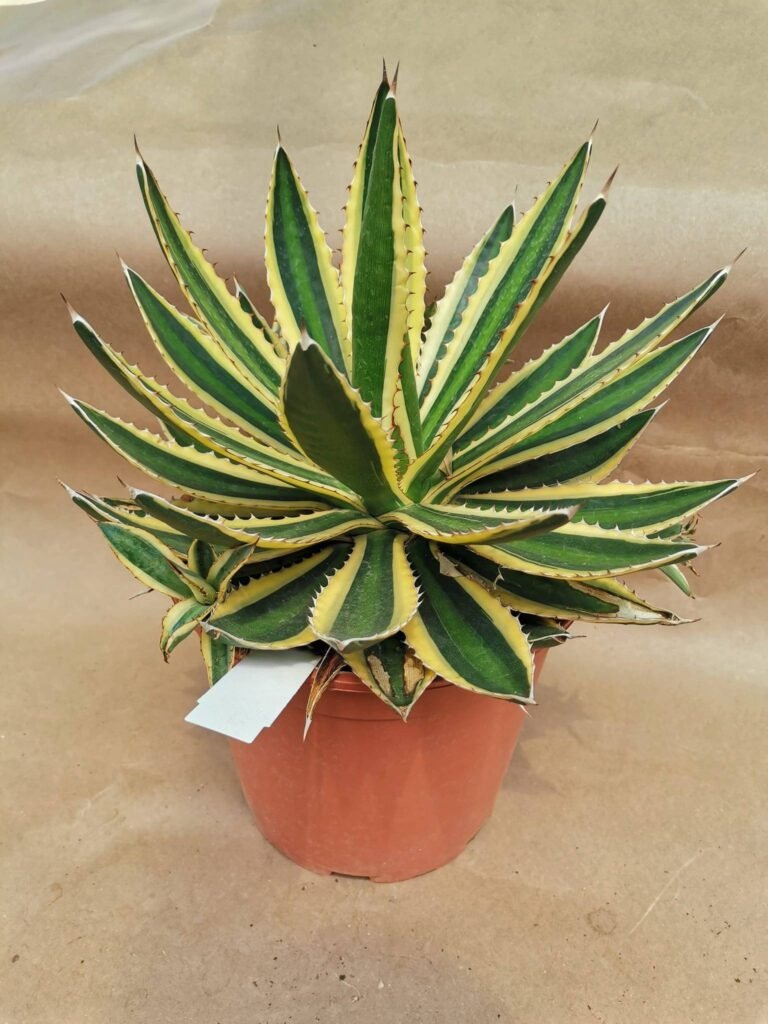 Agave Lophantha Quadricolor Variegata