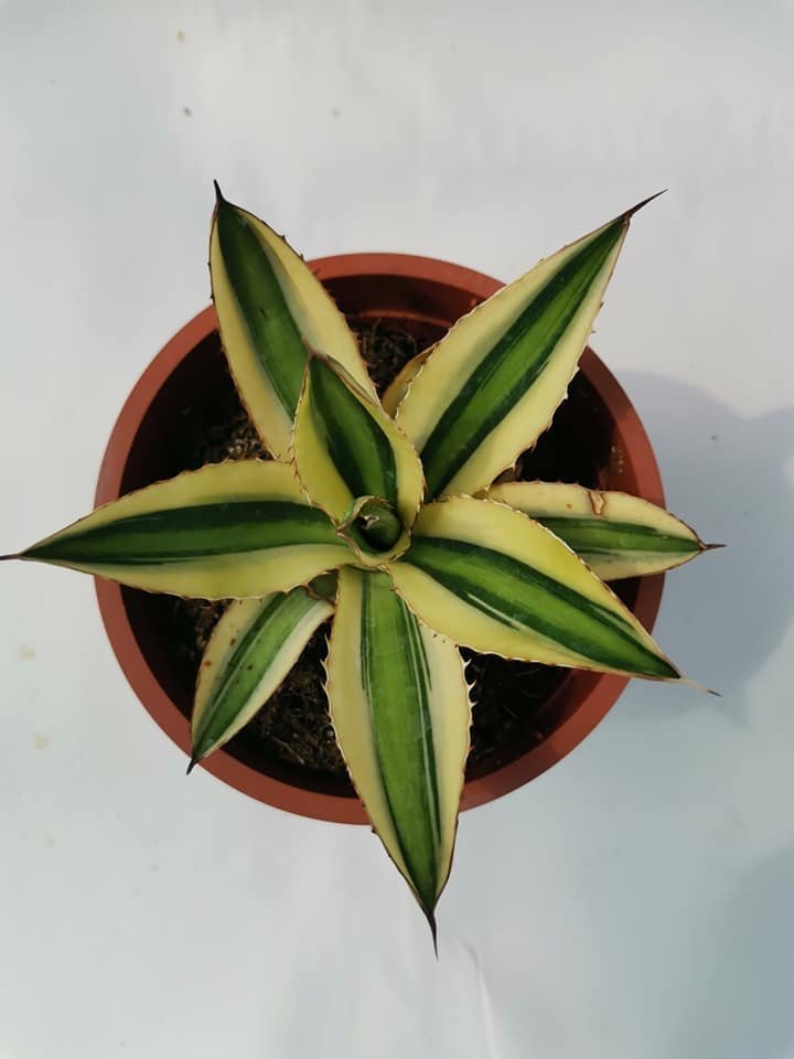 Agave Lophantha Quadricolor Variegata