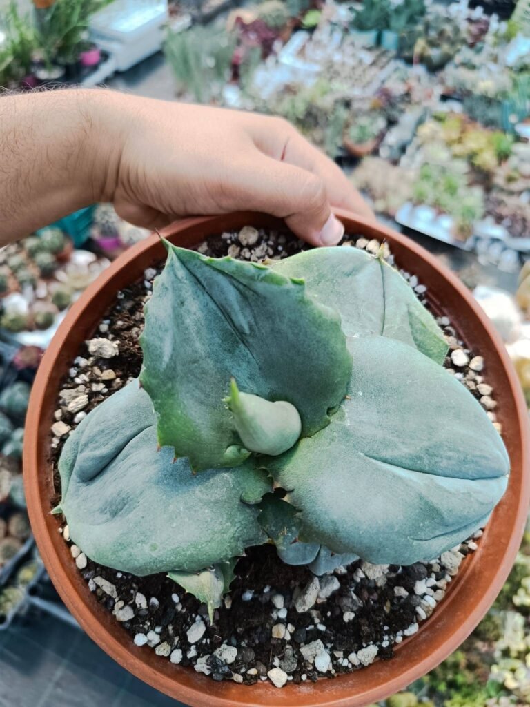 Agave Marmorata cv Papilo Platanoides