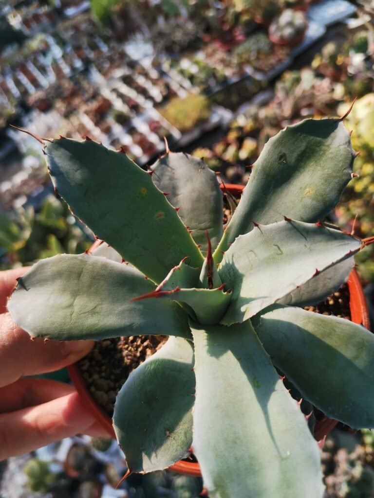 Agave Parryi