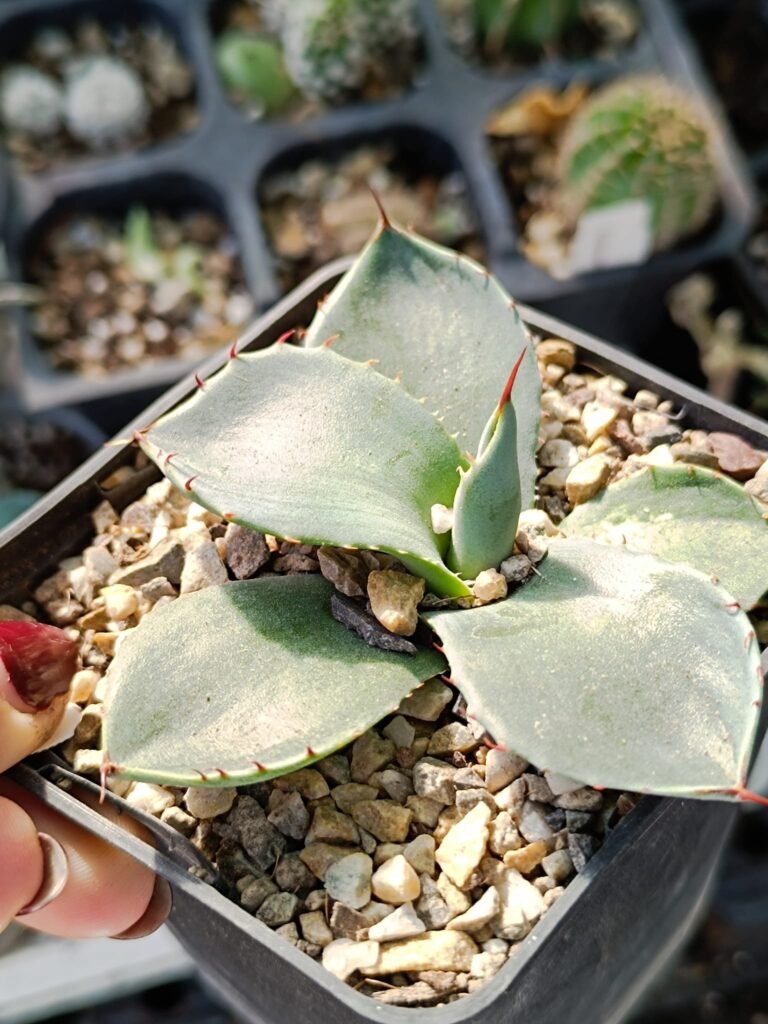 Agave Parryi v. Truncata