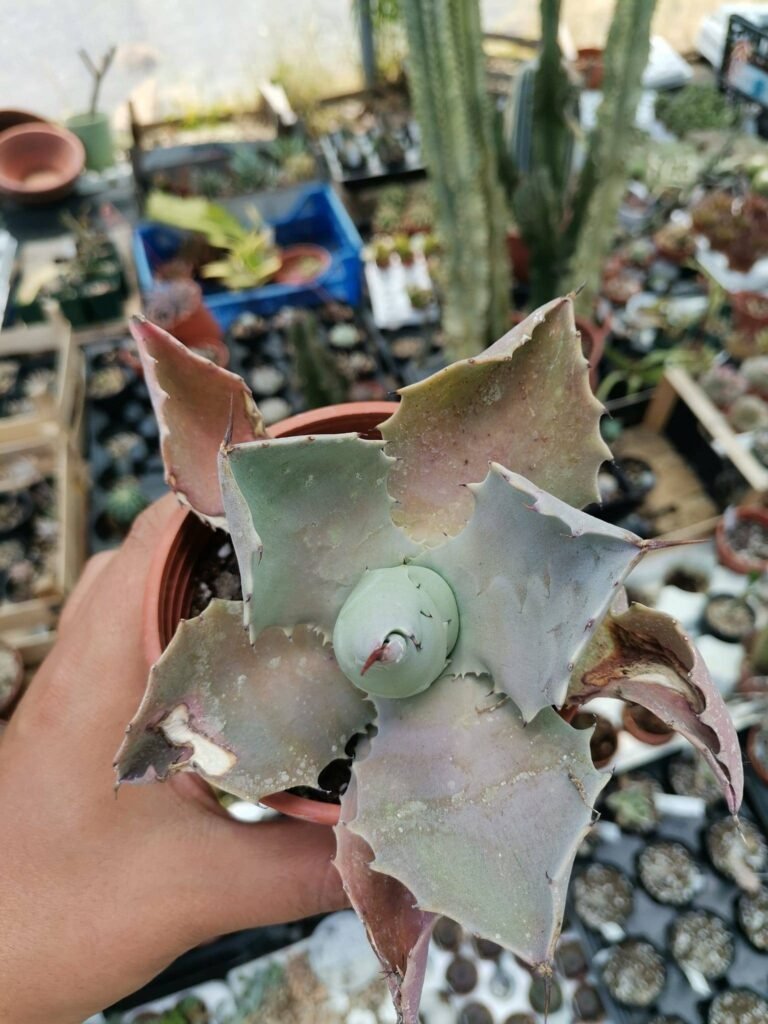 Agave Potatorum
