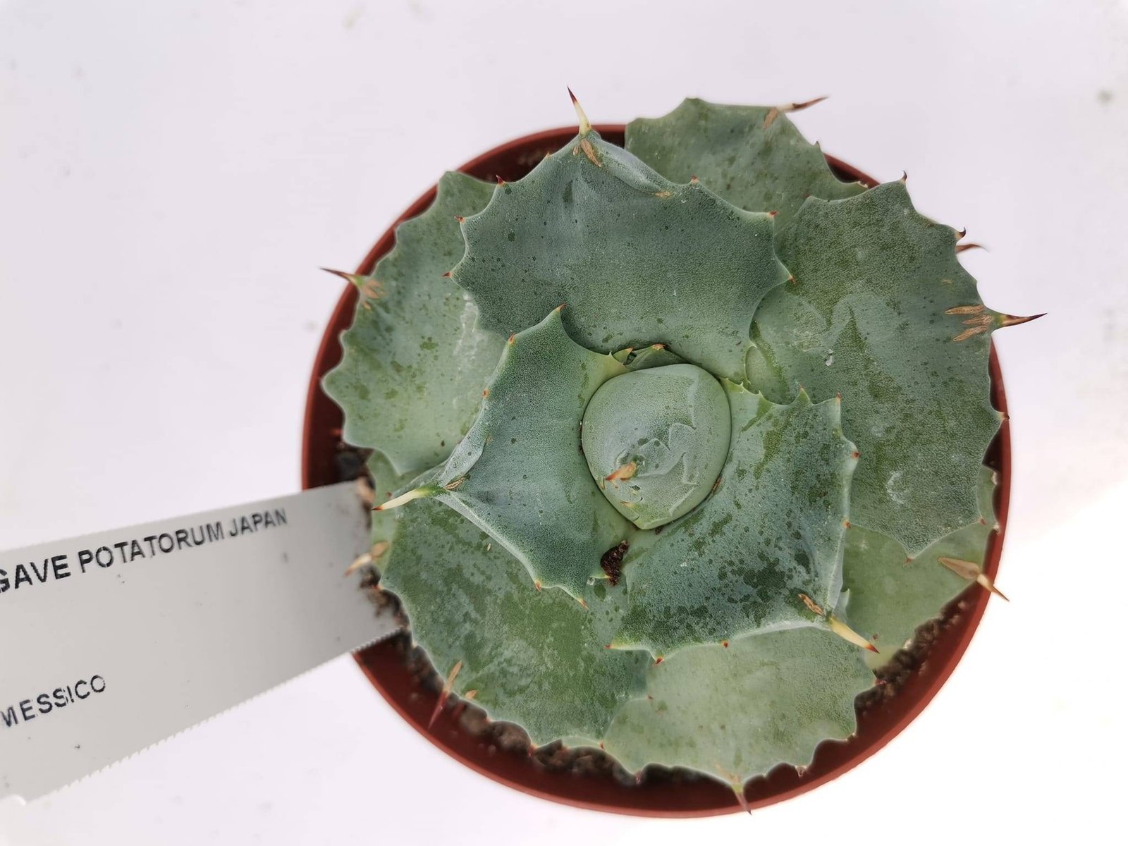 Agave Potatorum Isthmensis cv Shoji-Raijin