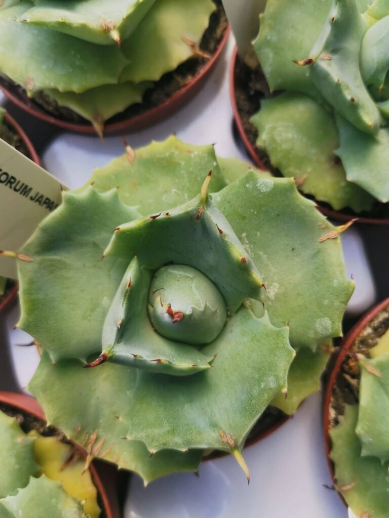 Agave Potatorum Isthmensis cv Shoji-Raijin