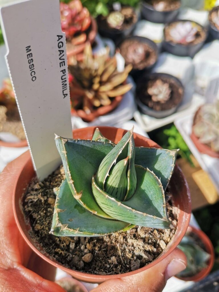 Agave Pumila