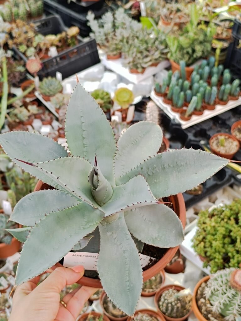 Agave Pygmaea Dragon Toes