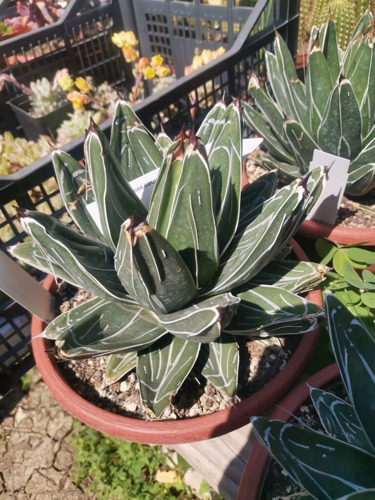 Agave Victoria Regina Big