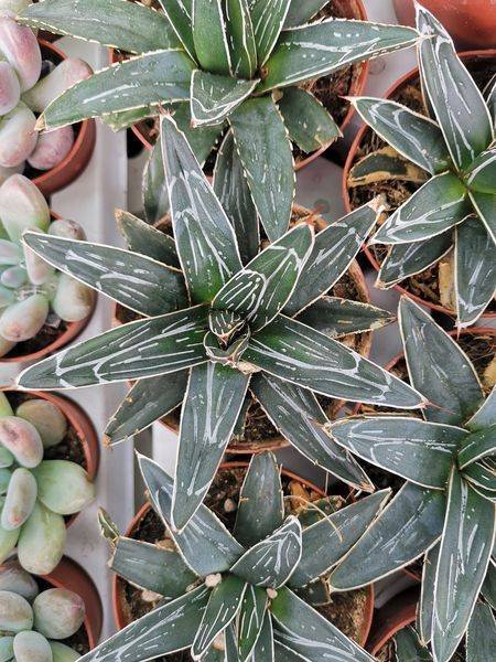 Agave Victoria Regina