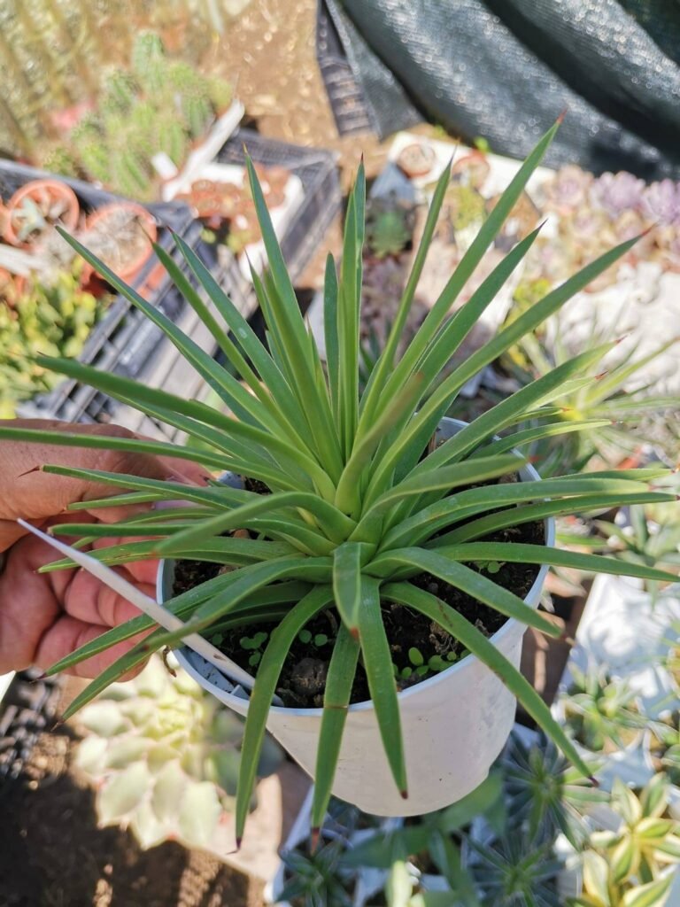 Agave Stricta