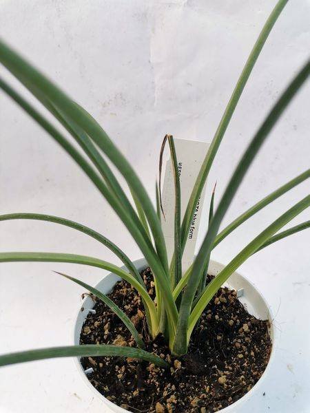 Agave Stricta Blue Form
