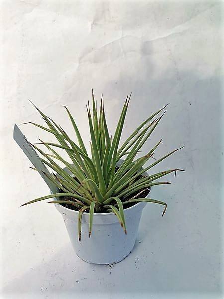 Agave Stricta Nana