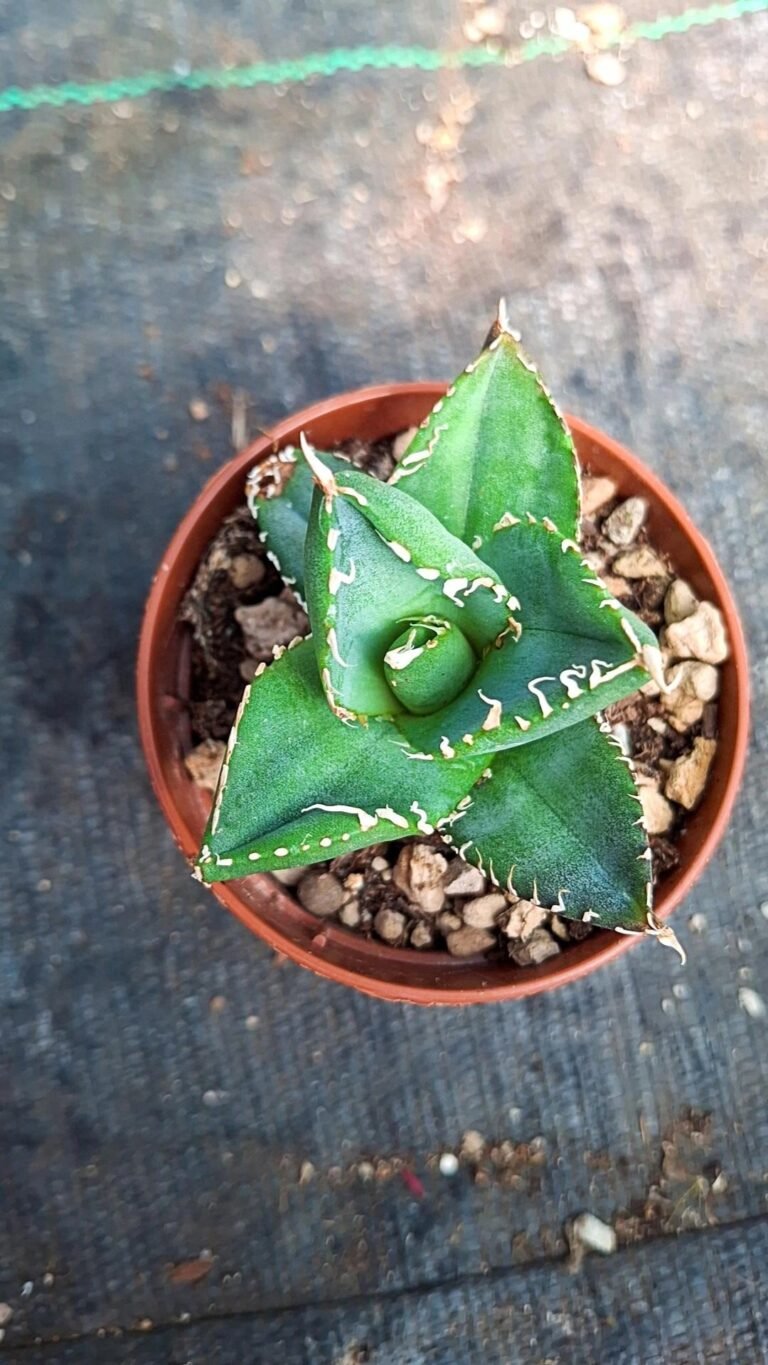 Agave Titanota compacta