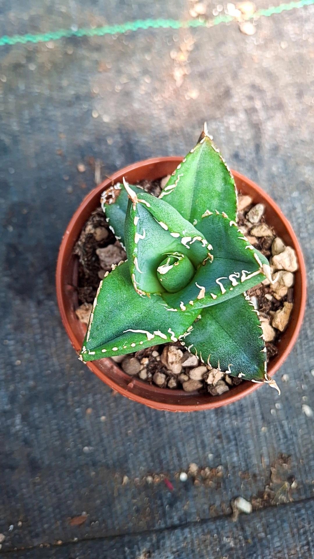 Agave Titanota compacta